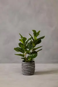 Interiors By Premier Synthetic Ficus Tree, Environment Friendly Indoor Ficus Tree, Easy To Maintain Pot For Artificial Flowers