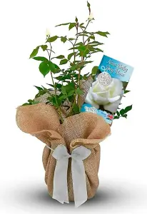 New Baby Boy Rose Bush Gift Wrapped - Newborn Plant Gift for the Garden