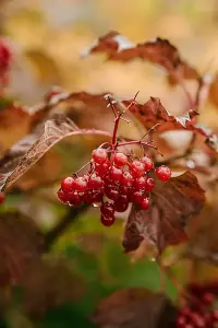 3ft Guelder Rose (Viburnum Opulus) Field Grown Bare Root Hedging Plants Tree Sapling - Pack of 10