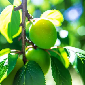 Lincolnshire Fruits Denniston's superb (imperial gage) Potted 7 Litre 1.5m Tree