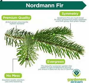 Gardenersdream Nordmann Fir Pot Grown Christmas Trees Delivery: Week 6| Gardenersdream