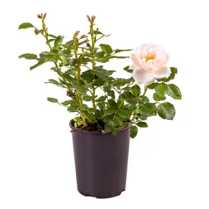 Harkness Roses - Rose Clair Renaissance in a 3L or 4L Pot