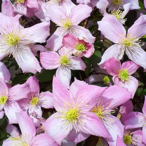 Clematis Fragrant Spring - Pale Pink Fragrant Blooms, Climbing Vine, Morning Sun (20-30cm Height Including Pot)