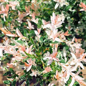 Salix Flamingo Bush in a 3L Pot