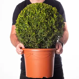 Buxus Sempervirens Ball (60-80cm Height Including Pot) - Classic Ball Shape, Evergreen Foliage, Sun or Partial Shade