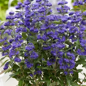 Grand Bleu Bluebeard Shrub Plant Caryopteris x Clandonensis 2L Pot