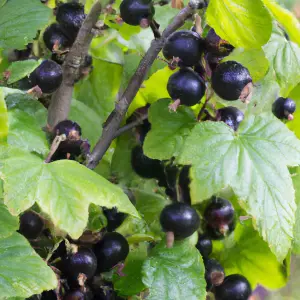 Lincolnshire Fruits Ben Sarek Potted 3 Litre Blackcurrants