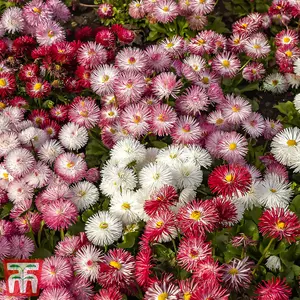 Bellis Monstrosa Mix 1 Seed Packet (200 Seeds)