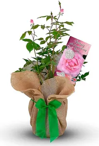 Pottery Wedding Rose - 9th Anniversary Rose Bush - Gift Wrapped Pottery Anniversary Rose