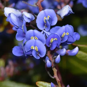 Wisteria Blue - Enchanting Flowering Vine for Beautiful Outdoor Spaces - UK Plant (30-40cm Height Including Pot)