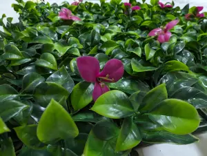 Pack of 12 Best Artificial Laurel Leaf Pink Hedging 50cm x 50cm Mats (3 Square Metres)