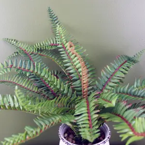 40cm Artificial Bushy Fern Potted in Decorative Planter