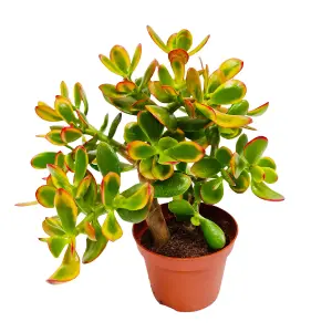 House Plant - Money Plant - Sunset - 12 cm Pot size - 20-30 cm Tall - Crassula Ovata - Indoor Plant