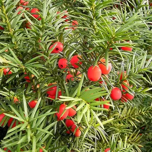 Taxus Baccata Garden Plant - Evergreen, Compact Size (20-40cm, 25 Plants)