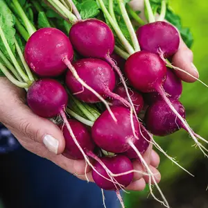 Radish Royal Purple 1 Seed Packet