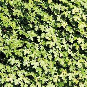 Hedge Field Maple (Acer campestre) 1 BR 40/60