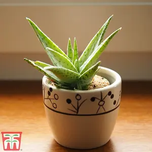 Aloe Vera Houseplant -  15cm Potted Plant x 1 + 30ml Incredifeed House Plant Drip Feeder