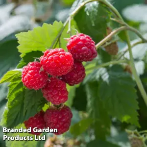 Grow Your Own Fruit  Raspberry Glen Ample (4 Canes) 3 Litre Pot x 2