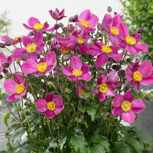 Anemone Fantasy Red Riding Hood - Rich Pink Blooms, Compact Size (15-30cm Height Including Pot)