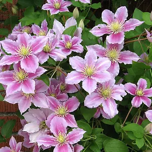 Clematis Pink Plant - Vibrant Pink Flowers, Climbing Vine, Attracts Pollinators (20-30cm Height Including Pot)