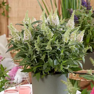 Little White Butterfly Bush Outdoor Shrub Plant Buddleja 2L Pot