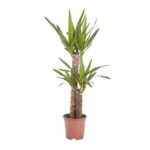 Verve Yucca in Plastic Grow pot 19cm