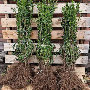 Privet Hedging Ligustrum ovalifolium Set of 10 Bare Root Hedges, 40-60cm tall