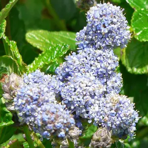 Ceanothus Yankee Point Garden Plant - Vibrant Blue Blooms, Compact Size (15-30cm Height Including Pot)