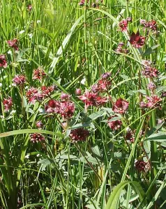 Lincolnshire Pond Plants Ltd Marginal Plants - Pond Plants (Potentilla Palustris) - 1 Litre bareroot