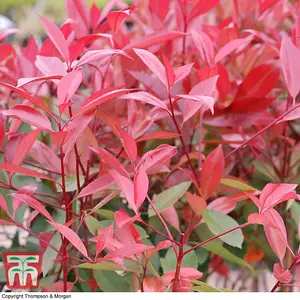 Photinia Fraseri Red Robin 9cm Pot x 2