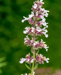 Nepeta Grandiflora Dawn to Dusk - Set of 3 plants in 9cm pots