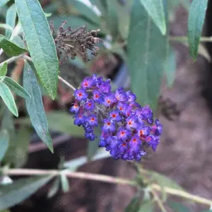 Buddleia Black Knight - Outdoor Flowering Shrub, Ideal for UK Gardens, Compact Size (15-30cm Height Including Pot)