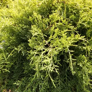 Juniperus Gold Coast - Bright Gold Evergreen Shrub (15-30cm Height Including Pot)