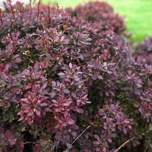 Berberis thunbergii Darts Red Lady 9cm Potted Plant x 3