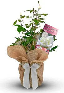 Happy Engagement Rose Bush Gift Wrapped - Plant Gift