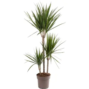 Dracaena Marginata - Stylish and Air-Purifying Indoor Plant for Interior Spaces (90-100cm Height Including Pot)