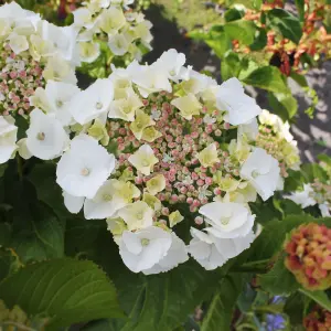 Hydrangea macrophylla Teller White Garden Plant - White Mophead Flowers, Compact Size, Hardy (15-30cm Height Including Pot)