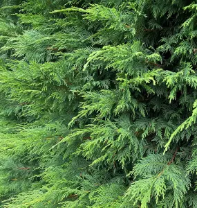 3x Green Leylandii Cupressocyparis Leylandii Hedging Trees 2-3ft Supplied in 2 Litre Pots