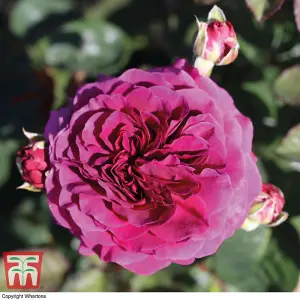 Rose (Rosa) (Hybrid Tea) Home Florist Timeless Collection 4 Bare Roots