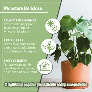 House Plants, Swiss Cheese Plants, Monstera deliciosa, Set of Three, Tropical Indoor Plants in 6cm Pots, For Home, Office or Livin