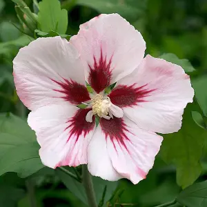 Hibiscus syriacus 'Hamabo' in a 3L Pot