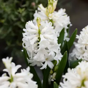 Hyacinth White Bulb Trio in 12cm Pot - Three Easy to Grow Hyacinthus Bulbs Growing in Pot - Fragrant Indoor Flowering Plant