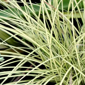 Carex Jenneke - Graceful Ornamental Grass, Compact Size, Versatile (15-30cm Height Including Pot)