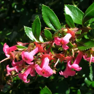 Escallonia Macrantha Garden Shrub - Red Blooms, Green Foliage, Compact Size, Hardy (15-30cm Height Including Pot)