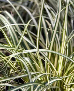 Carex Evergold - Japanese Sedge Grass - Set of 3 in 9cm pots