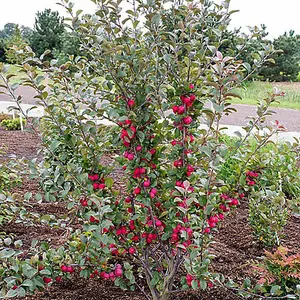 1 x Mini Apple Tree 'Malus Appletini' - in 13cm Pot, Apples Trees for Small Gardens, Grow Your Own Fruit, Garden Ready