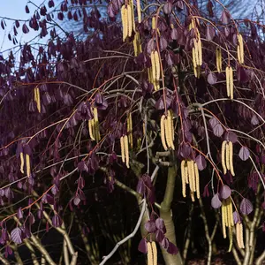 Lincolnshire Fruits Purple Filbert Bareroot 7 Litre