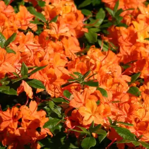 Orange Azalea (30-40cm Height Including Pot) - Vibrant Blooms, Japanese Evergreen