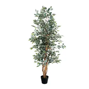 Blooming Artificial - 180cm / 6ft Variegated Artificial Ficus Tree