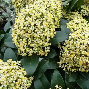 3 Large Skimmia Plants in 9cm Pots - Mixed Varieties - Autumn/Winter Colour